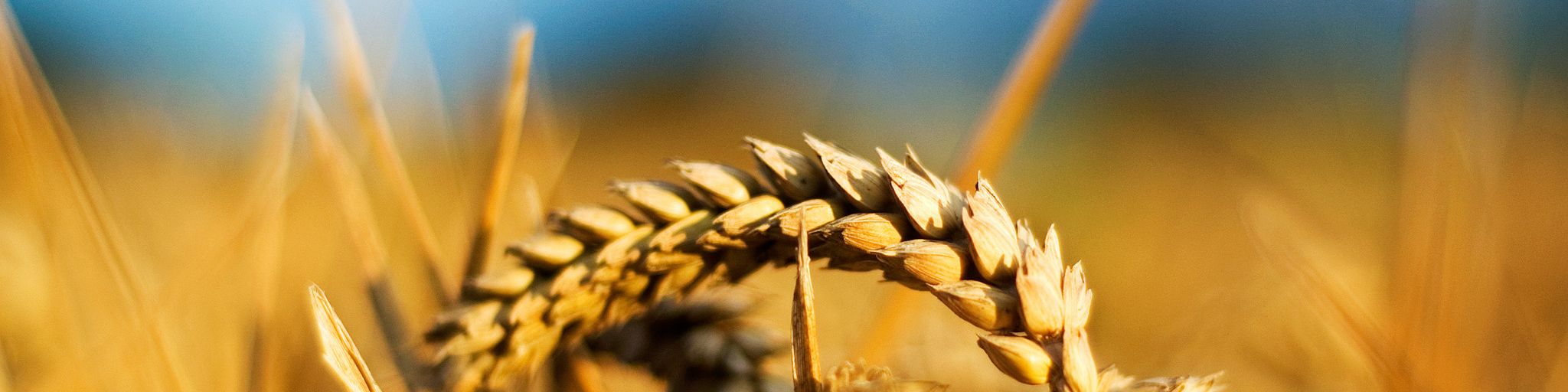 Wohin kommt man durch Yoga?